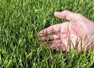 Transform Your Lawn with Essential Kitchen Scrap Ingredient: Get a Greener Garden Today news-29082024-141634
