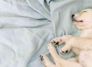 What Do Dogs Dream About? Expert Insights and Adorable Discoveries news-13092024-062333