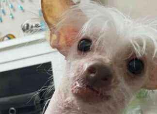 Call for ‘Ugly’ Dogs: Contest Needs More Less-Adorable Entrants news-02102024-180241