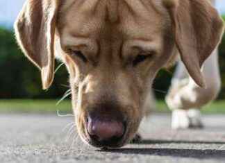 Warning: Deadly Liquid Spill Alert for Dog Owners news-18112024-155257