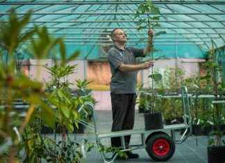Sycamore Gap Tree Update: National Trust Announcement news-29112024-115356