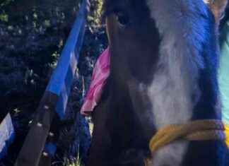 Abandoned Horse Causes Traffic Chaos on Motorway in Bristol abandoned-horse-causes-traffic-chaos-on-motorway-in-bristol