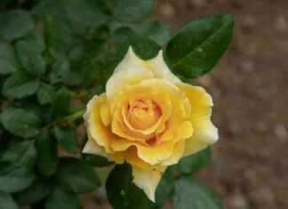 Best Low-Pollen Flowers for Hay Fever Relief: Expert Tips | Bristol Live best-low-pollen-flowers-for-hay-fever-relief-expert-tips-bristol-live