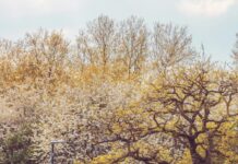 Chunky Tomato Bristol Ct: Discover The Best Local Flavour Adventure