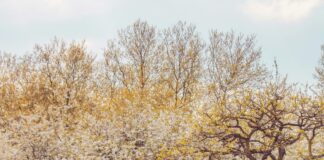 Chunky Tomato Bristol Ct: Discover The Best Local Flavour Adventure