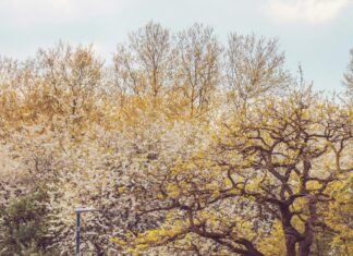 Chunky Tomato Bristol Ct: Discover The Best Local Flavour Adventure