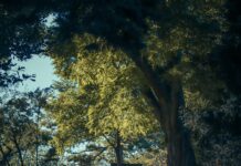 Wallace Kia Of Bristol TN Bristol TN: Why Choose This Trusted Dealer?