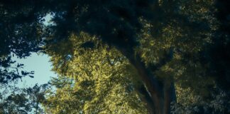 Wallace Kia Of Bristol TN Bristol TN: Why Choose This Trusted Dealer?