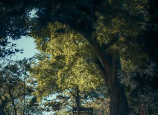 Trulieve Bristol: Discover Why Locals Trust This Leading Dispensary