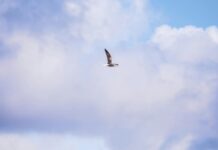 Bristol IL Secrets Revealed: Why This Town Is Truly Unmissable