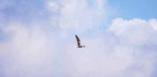 Bristol IL Secrets Revealed: Why This Town Is Truly Unmissable