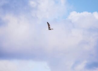 Bristol IL Secrets Revealed: Why This Town Is Truly Unmissable