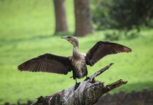 Bristol Park Secrets Unveiled: Why Locals Can’t Stop Visiting