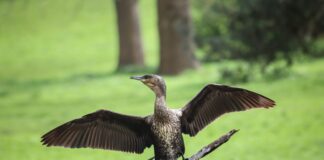 Bristol Park Secrets Unveiled: Why Locals Can’t Stop Visiting