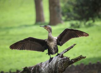 Bristol Park Secrets Unveiled: Why Locals Can’t Stop Visiting