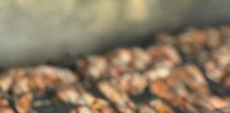 Bristol Seafood Grill Leawood: Why Food Lovers Can’t Miss It