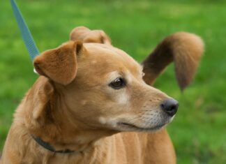 Petsmart Bristol VA: Discover Expert Tips & Exclusive Pet Deals