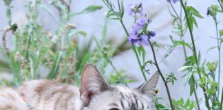 Bristol Manor Secrets Revealed: Why It’s The Ultimate Choice