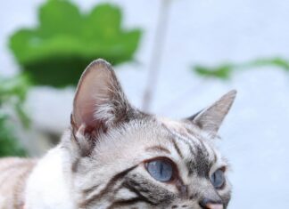 Shoprite Of Bristol: Discover Unbeatable Deals You Can’t Miss