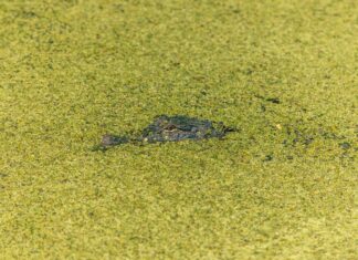 The Louisiana Bristol: Discover Its Hidden Treasures Today!