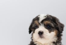 Puppies For Sale Bristol: Discover Your Perfect Furry Companion