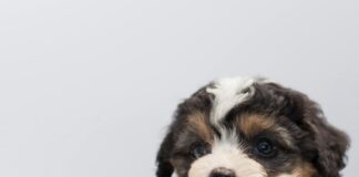 Puppies For Sale Bristol: Discover Your Perfect Furry Companion