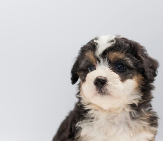 Puppies For Sale Bristol: Discover Your Perfect Furry Companion