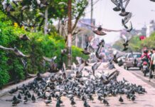 M5 Traffic Animals Bristol: What You Need to Know Today!