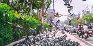 M5 Traffic Animals Bristol: What You Need to Know Today!