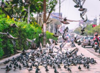 M5 Traffic Animals Bristol: What You Need to Know Today!