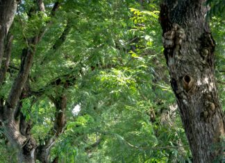 Monks Park Surgery Bristol: Discover Exceptional Healthcare Services