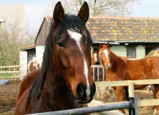 Great Bristol Half: Discover Secrets for an Unforgettable Race Experience