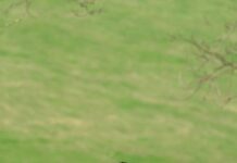 Best Sunday Roast Bristol: Discover Hidden Gems and Flavours