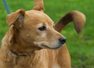 Dog Friendly Hotels Bristol: Discover the Perfect Stay for Pups!