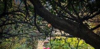 Birchplace Bristol: Discover The Hidden Gems You Didn’t Expect!