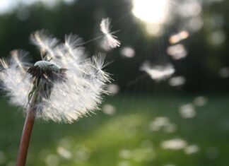 Pollen Count Bristol: How It Affects Your Health and Wellbeing