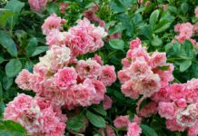 Rose of Denmark Bristol: Discover This Hidden Gem Today