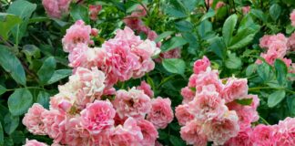 Rose of Denmark Bristol: Discover This Hidden Gem Today