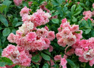 Rose of Denmark Bristol: Discover This Hidden Gem Today