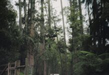 Victoria Park Bristol: Discover Hidden Gems and Scenic Wonders