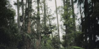 Victoria Park Bristol: Discover Hidden Gems and Scenic Wonders