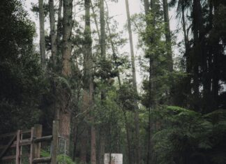 Victoria Park Bristol: Discover Hidden Gems and Scenic Wonders