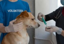 Bristol Veterinary Specialists: Uncover Expert Care for Pets