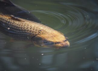 Uni Bristol Swimming Pool: Discover The Ultimate Swimming Experience