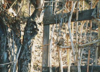 Frenchay Village Bristol: Discover Hidden Gems and Local Secrets