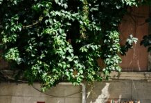 Daisy’s Bristol: Discover the Hidden Gems of This Charming City