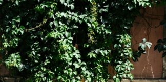 Daisy’s Bristol: Discover the Hidden Gems of This Charming City