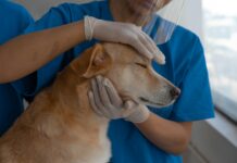 Highcroft Vets Bristol: Discover Exceptional Care for Your Pet